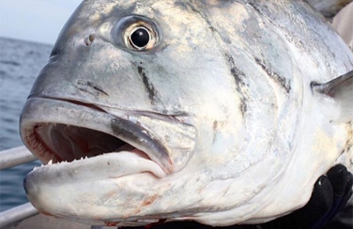 Exmouth Giant Trevally