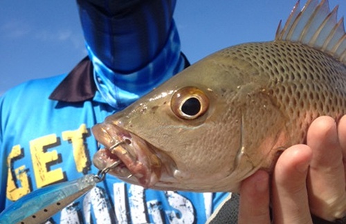 Exmouth Mangrove Jack