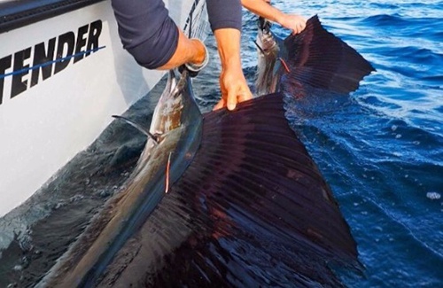 Exmouth Sailfish