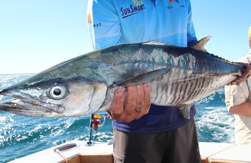Exmouth Spanish Mackerel