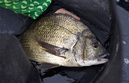 Winter Bream  ilovefishing