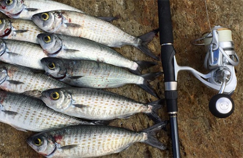 Mandurah Herring