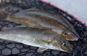 Mandurah Yellowfin Whiting