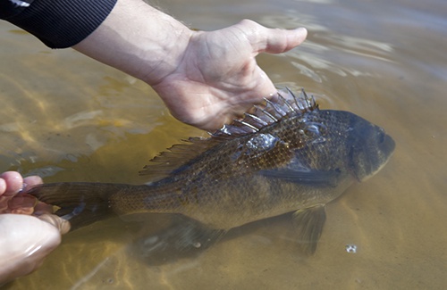 BARBSAFE LANDING NETS - EXPLAINED ✓, Our NEW Barbsafe landing nets are the  perfect addition to any natural water anglers' armoury! The unique open  mesh prevents barbed hooks from getting