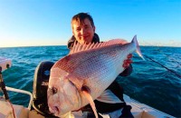 South West Pink Snapper