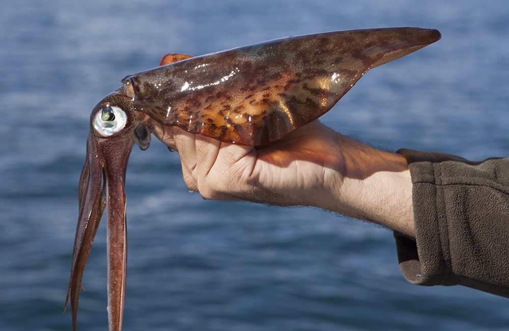 Squid from Cockburn Sound