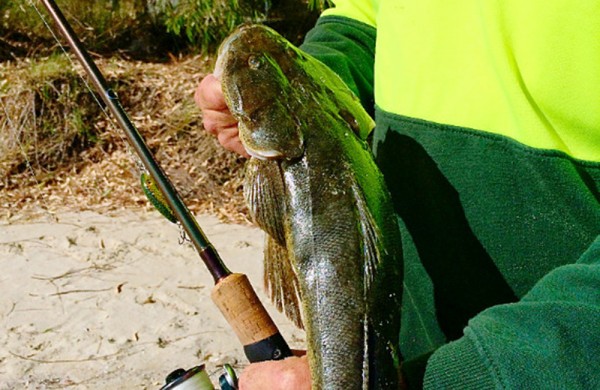 Swan River Flathead