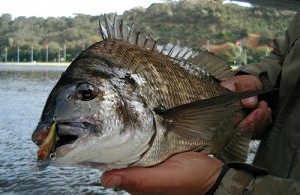 Swan River Winter bream under the narrows bridge