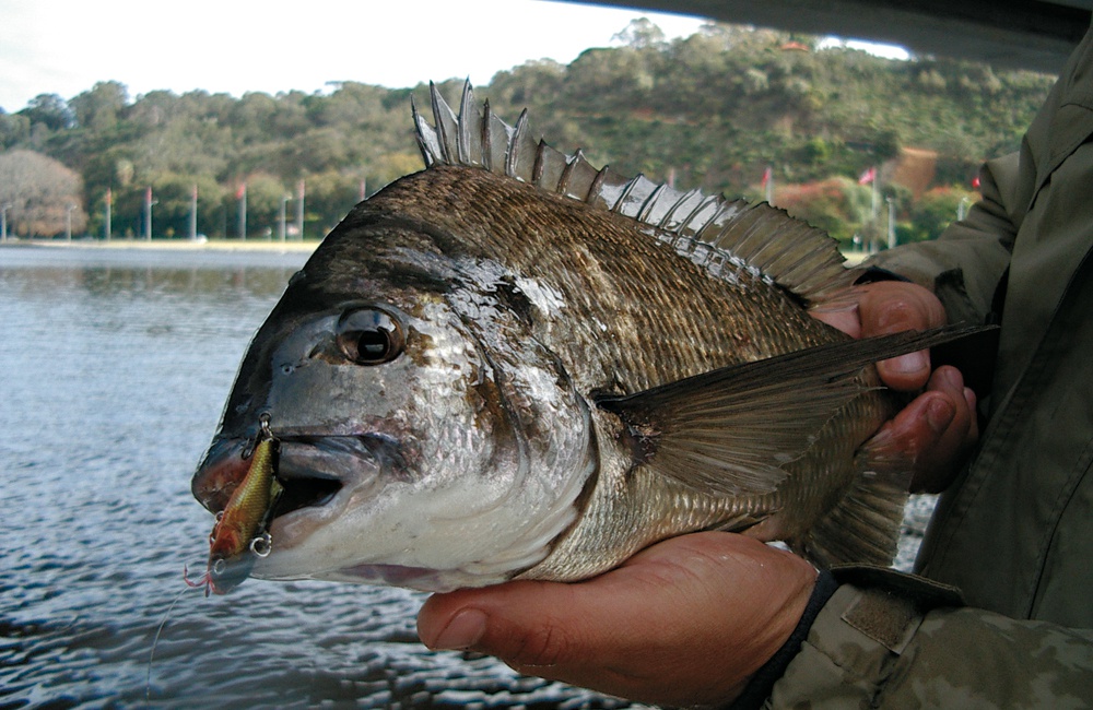 Now is time to catch bream