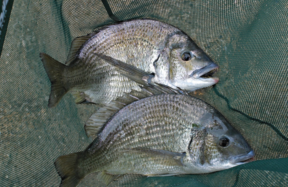 Winter Bream  ilovefishing