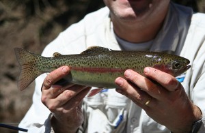 Brown Trout Warren River