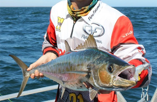 Exmouth Shark Mackerel