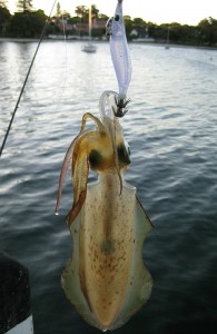 Squid from the jetty