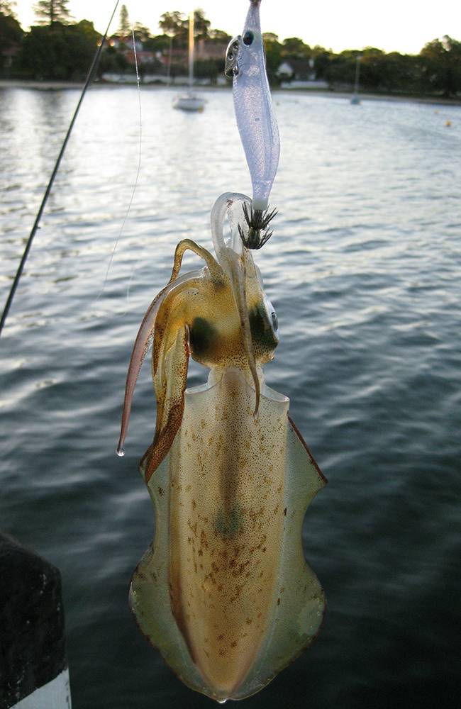 Jetty Fishing For Squid In CRAZY WIND!! 