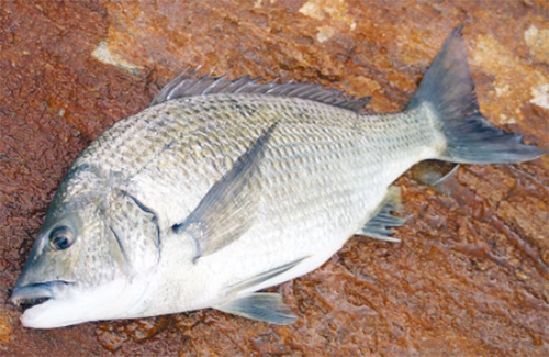 Metro Bream