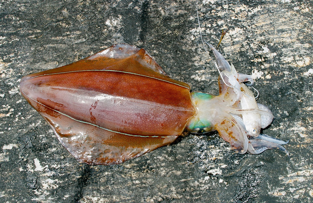 Squid caught off the rocks