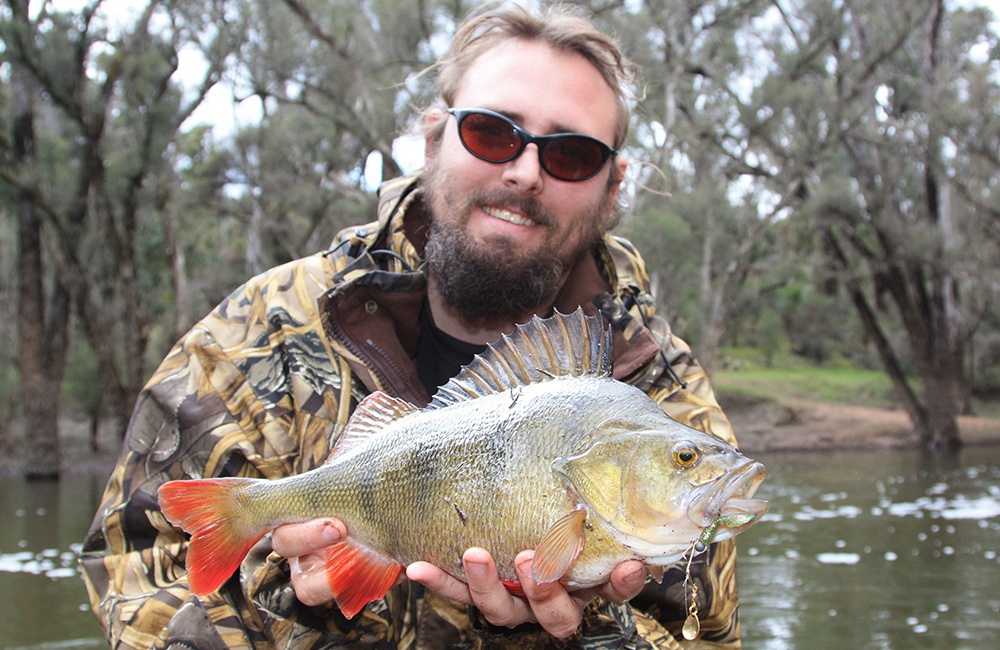 Redfin Perch in the Winter