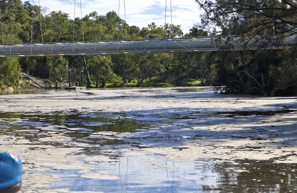 Swan river winter flush