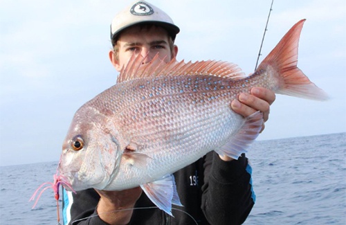 Albany pink snapper