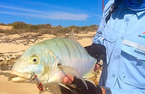 Exmouth Golden Trevally