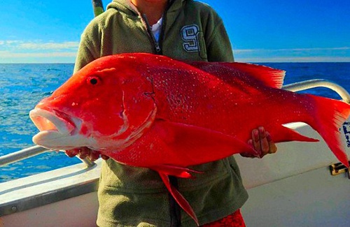 Exmouth Red Emperor