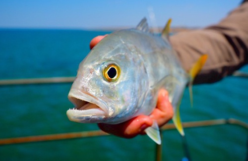 Exmouth trevally