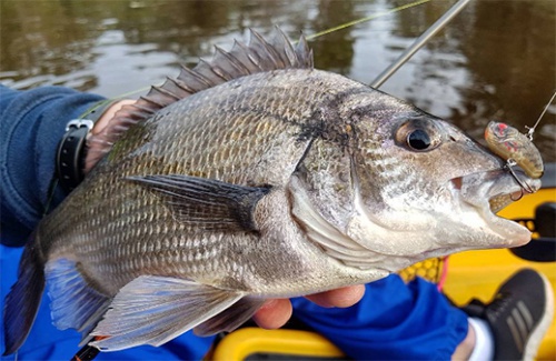 Kalbarri black bream