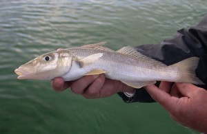 Yellowfin whiting