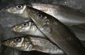 Yellowfin whiting on ice