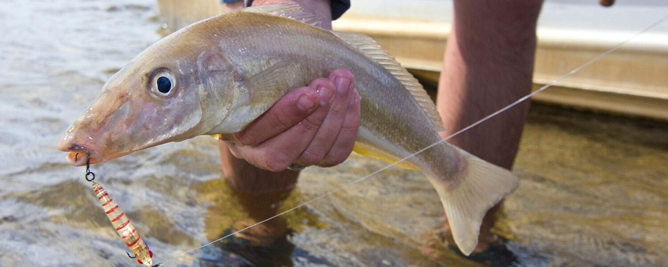 How To Catch Tasty Hervey Bay Whiting - Land Based - Fishing