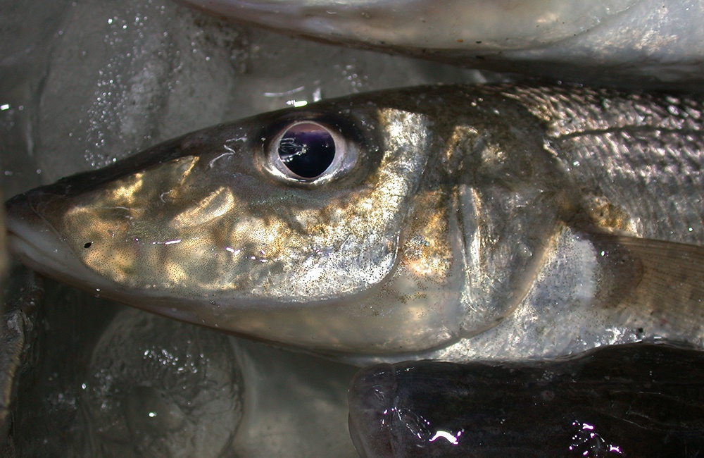 Yellowfin whiting