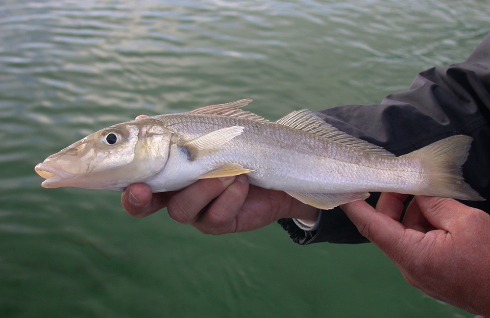 Ray & Anne's Tackle & Marine - The Yellowfin Whiting are moving in