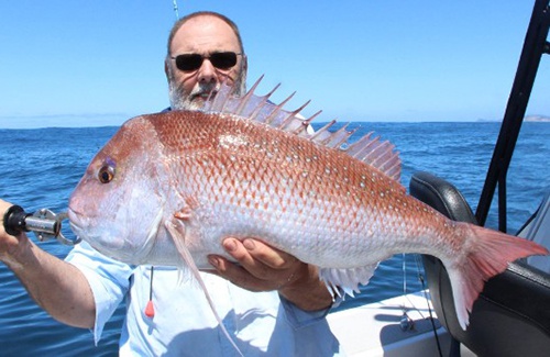 Albany pink snapper