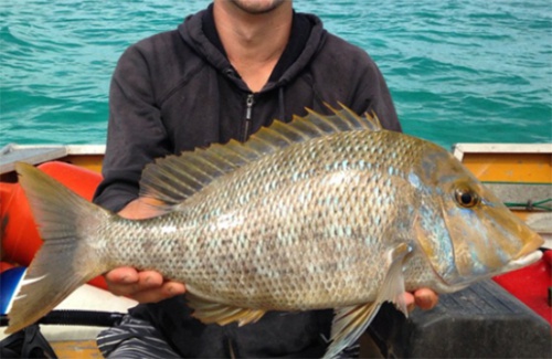 Exmouth spangled emperor