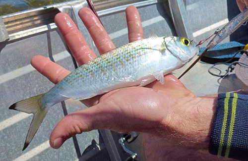 Geraldton herring