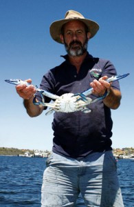 Blue swimmer crab on the Swan River