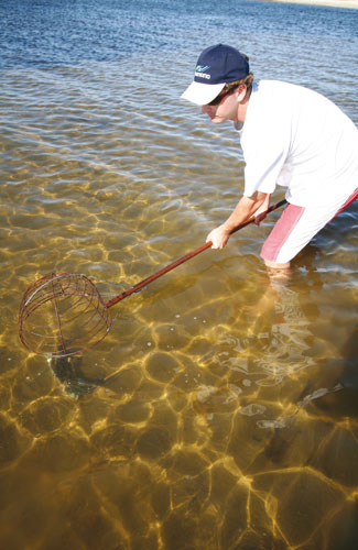 Catching blue swimmer crabs 