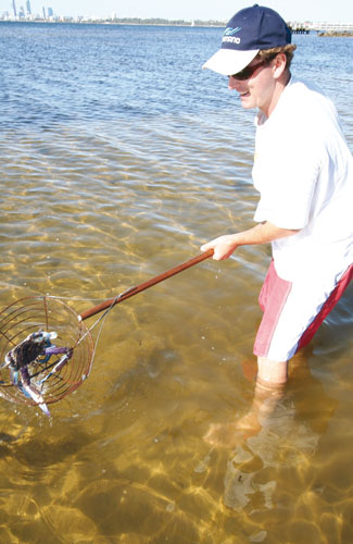 How to catch a crab with a scoop net 3