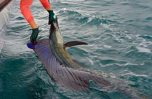 Exmouth billfish