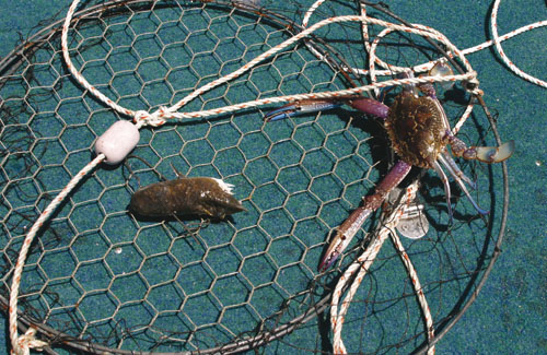 Swan River blue swimmer crab in drop net