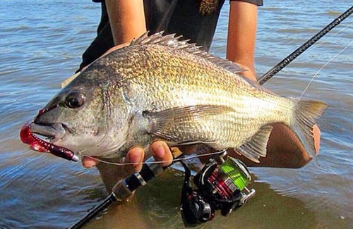 Kalbarri black bream