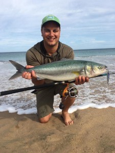 Australian salmon on hard body lure