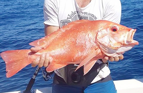 Broome saddletail seaperch