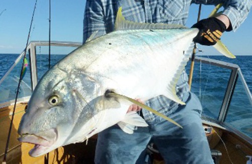 Exmouth golden trevally