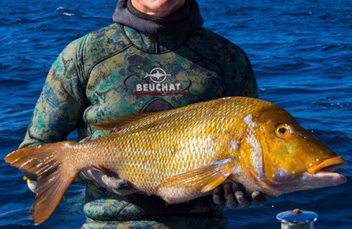 Exmouth spnagled emperor