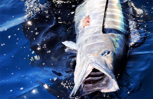Exmouth wahoo spearfishing