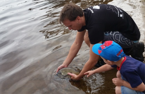Tagged bream being released