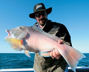 Dirk Hartog baldchin groper