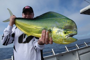 Dolphinfish FADs