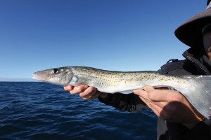 King George whiting in winter